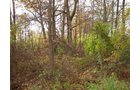 Property photo 4 - 24.8 Acre Absolute Real Estate Auction - Tillable Land with Pond and Woods